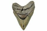 Serrated, Fossil Megalodon Tooth - Huge NC Meg #275270-1